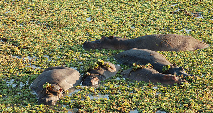 Hippos, Zambia, by Tricia Hayne