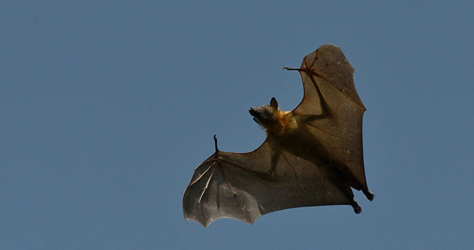 Bat Kasanka National Park Zambia by Chris Meyer