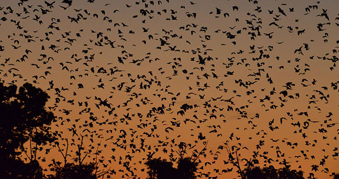 Bats Kasanka National Park Zambia by Chris Meyer