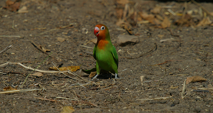 Lillian's lovebird North Luangwa National Park by Tracyleemay, Dreamstime