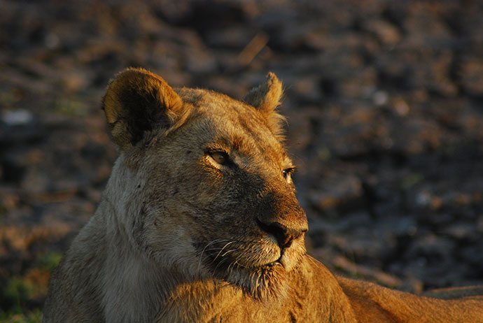 Lioness Zambia by Tricia Hayne