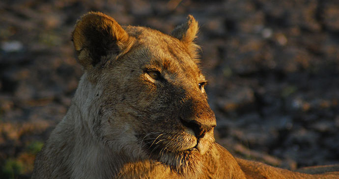 Lioness Kafue National Park Zambia by Tricia Hayne