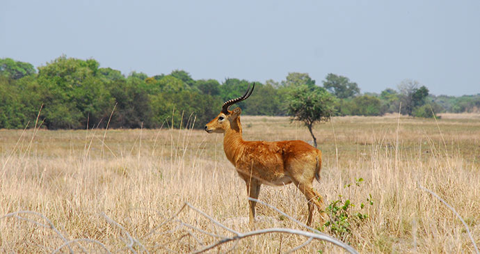 Red lechwe Liuwa Plain National Park Zambia,Tricia Hayne