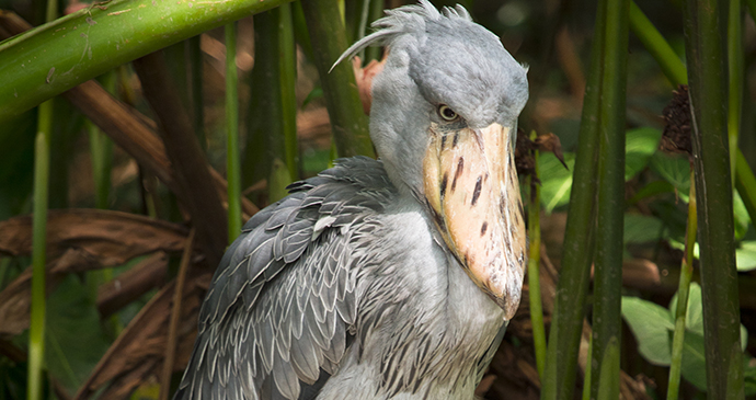 Shoebill Lower Zambezi Zambia by Smellme  Dreamstime