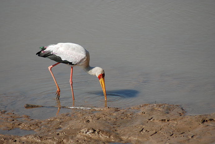 Stork Zambia by Tricia Hayne 