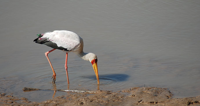 Yellow-billed stork Kasanka National Park by Tricia Hayne