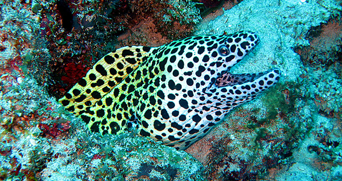 Black Spotted moray eel mnemba zanzibar tanzania swim snorkelling