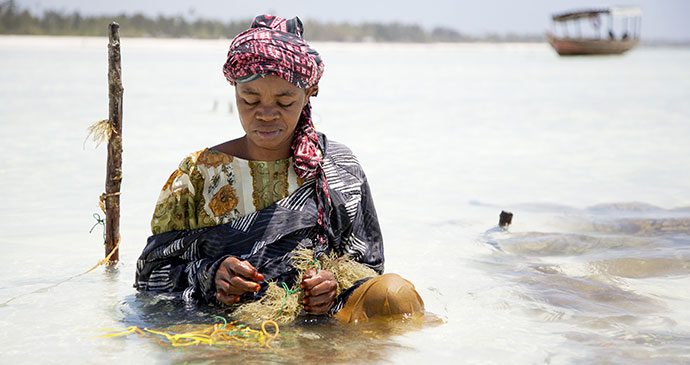 Paje seaweed farm zainzibar tanzania beach fishing ann taylor shutterstock