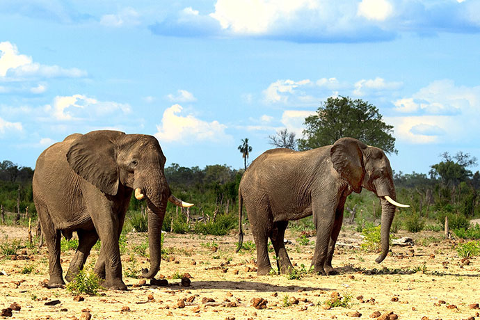 Elephant Hwange National Park Zimbabwe best places to see elephants