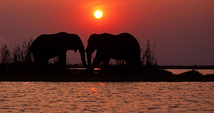 elephants Mana Pools National Park Zimbabwe © Shutterstock, EcoPrint