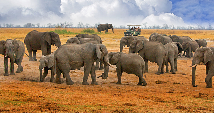 Elephants Hwange National Park Zimbabwe by Paula French Shutterstock