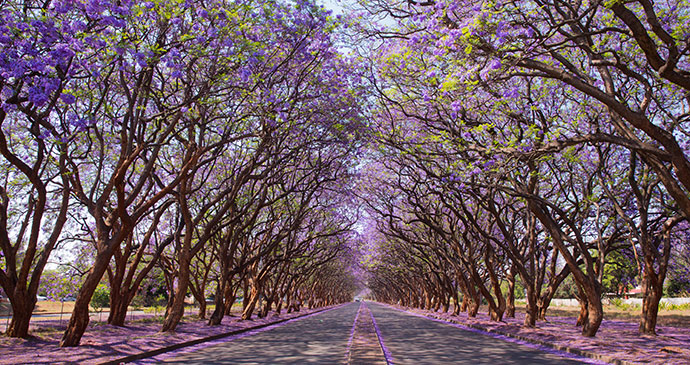 Jacaranda trees Milton Avenue Harare by Jez Bennett, Shutterstock