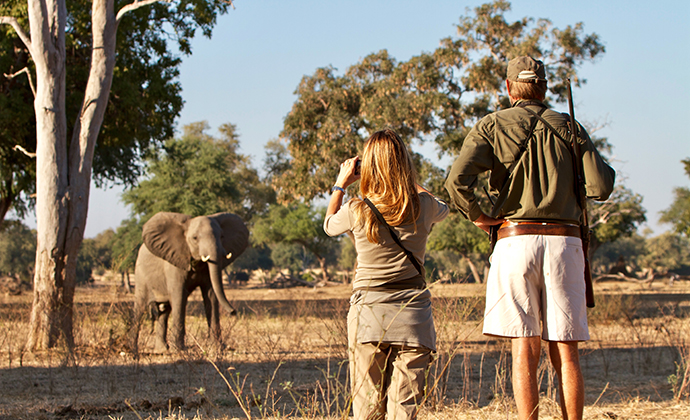 Elephant Mana Pools National Park Zimbabwe by Claudio Soldi Shutterstock