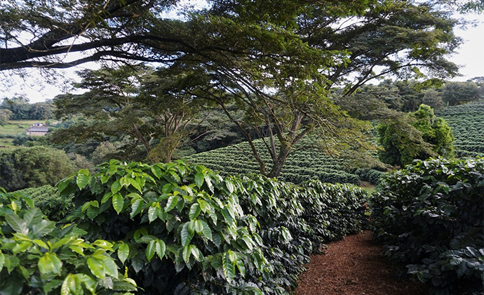 Shade coffee Crake Valley Farm Zimbabwe by Nicole Motteux