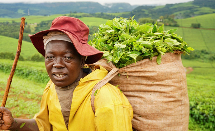 Tea growing Honde Valley Zimbabwe by Nicole Motteux