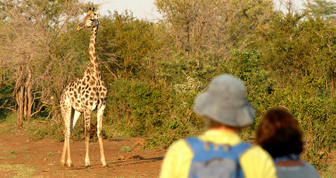 Walking safari Zimbabwe by Wild Horizons
