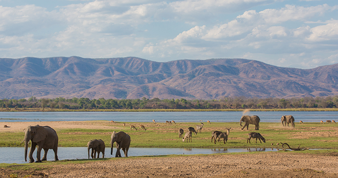 Elephants Zambezi River Zimbabwe by Jez Bennett Shutterstock