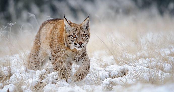 Eurasian lynx Aksu Zhabagly Nature Reserve Kazakhstan by Stanislav Duben, Shutterstock