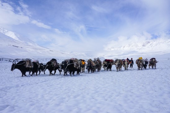 Yaks Little Pamirs Afghanistan © Jonny Duncan