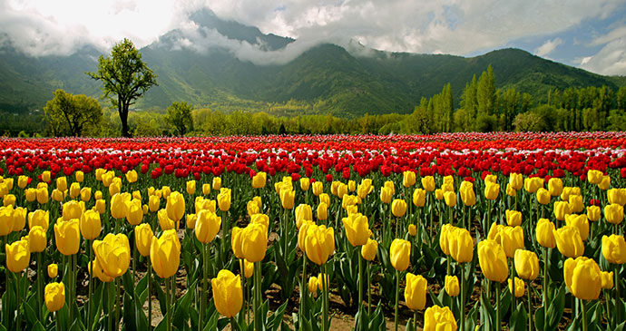 Tulip fields Kashmir India by J&K Tourism