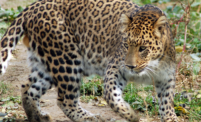 Snow leopard Ladakh India by J&K Tourism