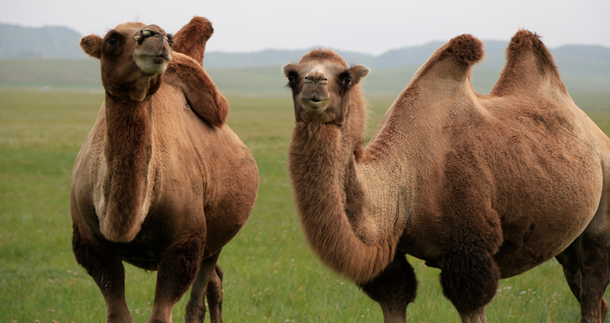 Bactrian camels, Hovshol Province, Mongolia by Barbara Barbour, Shutterstock