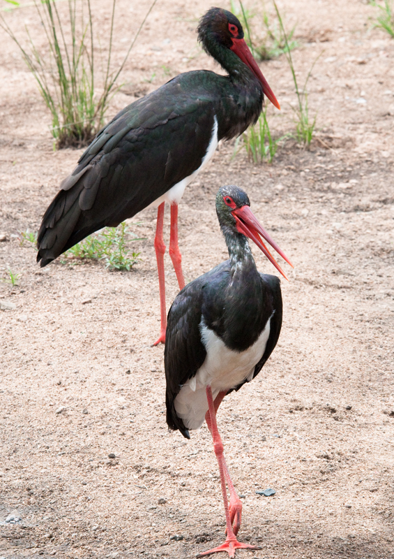Black storks, Mongolia by Chris Eason, Wikipedia