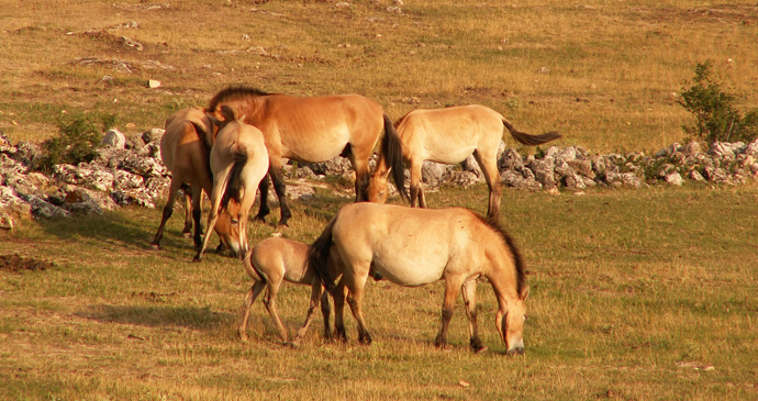 Takhi, Mongolian wild horse, Mongolia by Jairo S Feris Delgado, Wikipedia