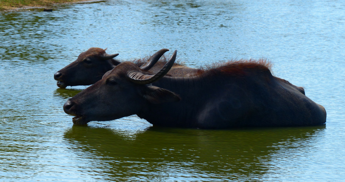 Animals viewed from Safari, Sri Lanka © Hilary Bradt