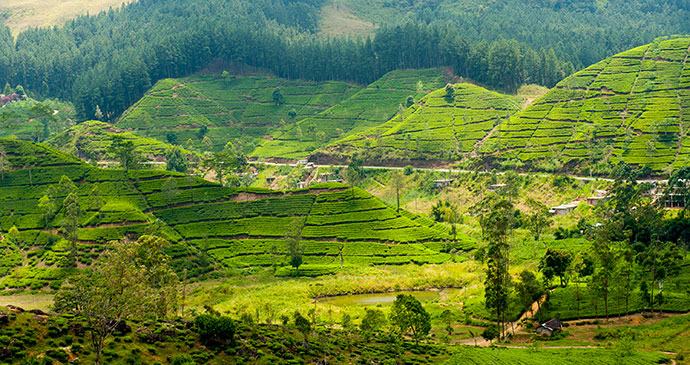 tea plantation sri lanka by anton gvozdikov shutterstock