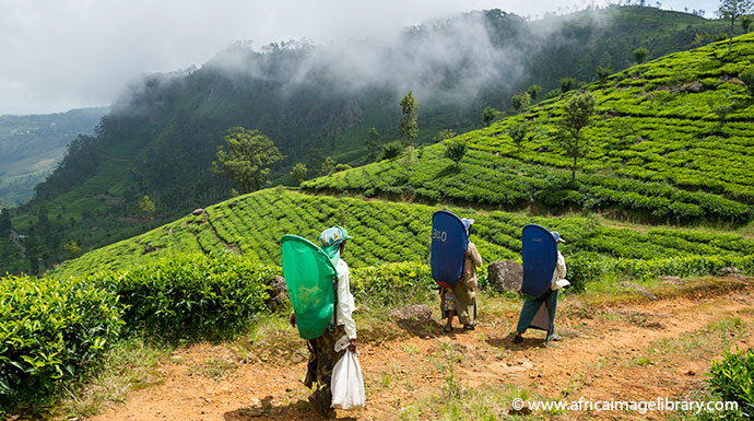 Tea plantation Sri Lanka by Ariadne Van Zandbergen