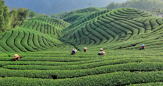 Alishan tea plantation alishan Taiwan by Taiwan Tourism