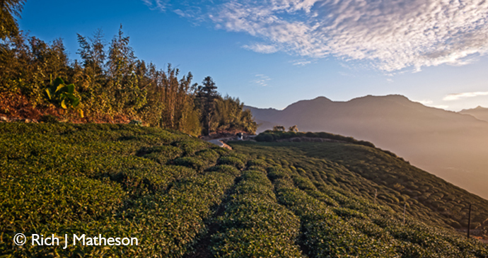 Alishan Taiwan by Rich J Matheson