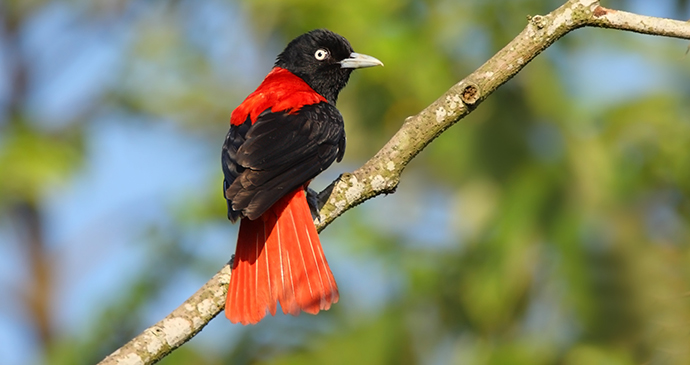 Maroon Oriole Taiwan by old apple Shutterstock