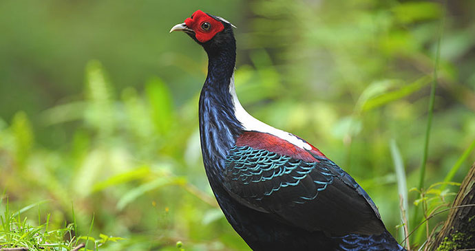 swinhoes pheasant taiwan asia by Robert tdc Wikimedia