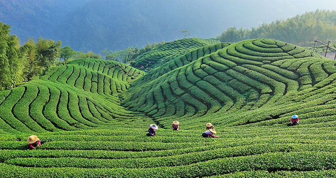 Tea plantation Kopje Taiwan by Taiwan Tourism