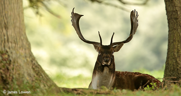 Fallow deer Suffolk UK by James Lowen
