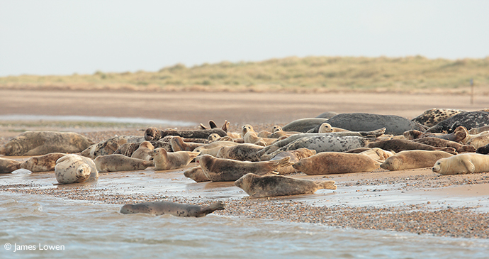 Grey seal Lincolnshire UK by James Lowen