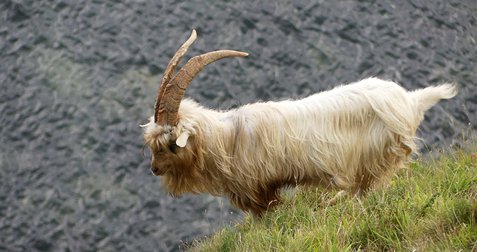 Kashmir goat Orme Wales UK by ianpreston, Flickr