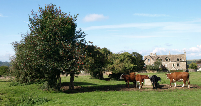 Minchinhampton Common Cows © Guy Jackson