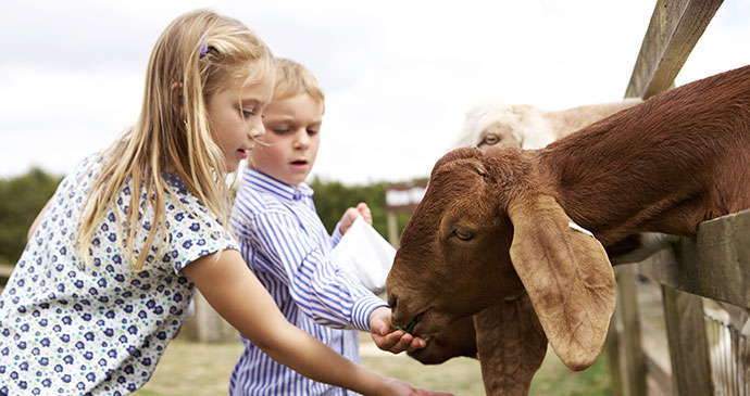 Cotswold Farm Park The Cotswolds UK by Cotswold Farm Park