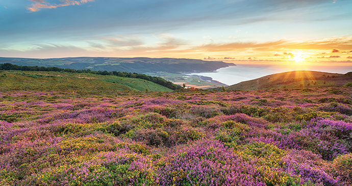 Bossington Hill Exmoor Somerset by Helen Hotson Shutterstock