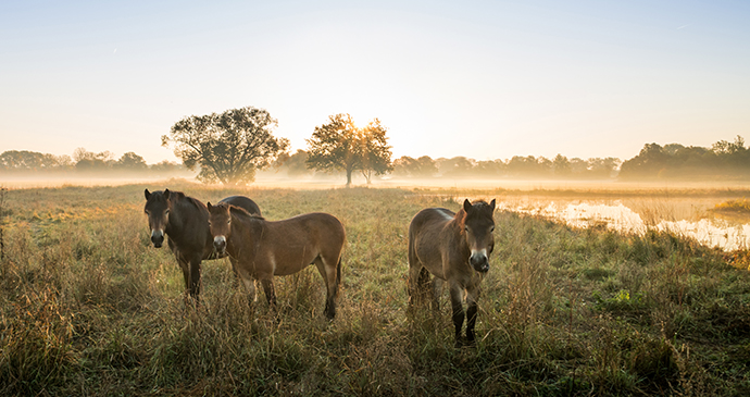 Exmoor Pony Centre, Exmoor, UK by JakIZdenek, Shutterstock