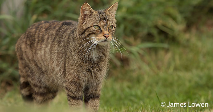 Scottish wildcat UK by James Lowen