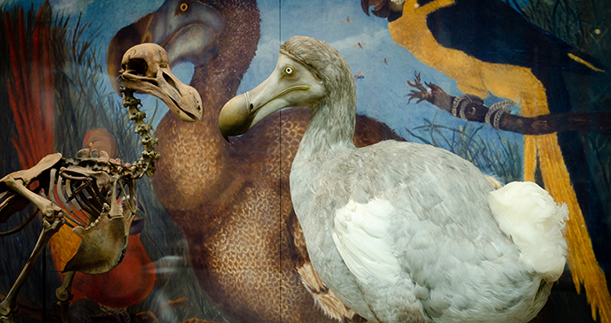 Dodo, Oxford, Cotswolds, England by Oxford Museum of Natural History