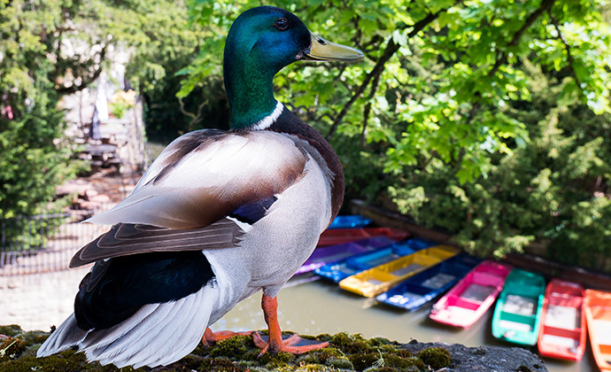 Hunting the Mallard quirky Oxford event UK by Shutterstock