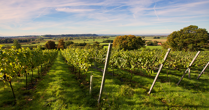 Vineyard Somerset by Smith and Evans Wine 