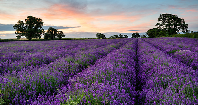 rows of lavender, Somerset by Helen Hotson, Shutterstock