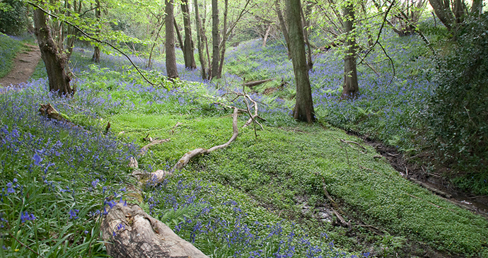 Ashdown Forest, Sussex by Ashdown Forest