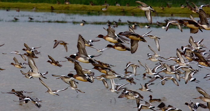 Black-tailed godwits and wigeon, Pulborough Brooks, Sussex, England by Anne Harwood